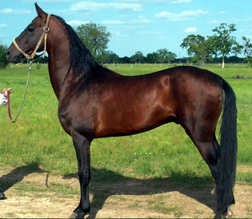 Akhal-Teke Horse Akhal-Teke Horse