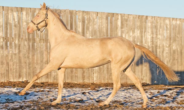 Akhal-Teke Horse