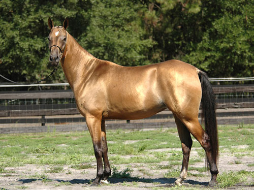 Akhal-Teke Horse Akhal-Teke Horse