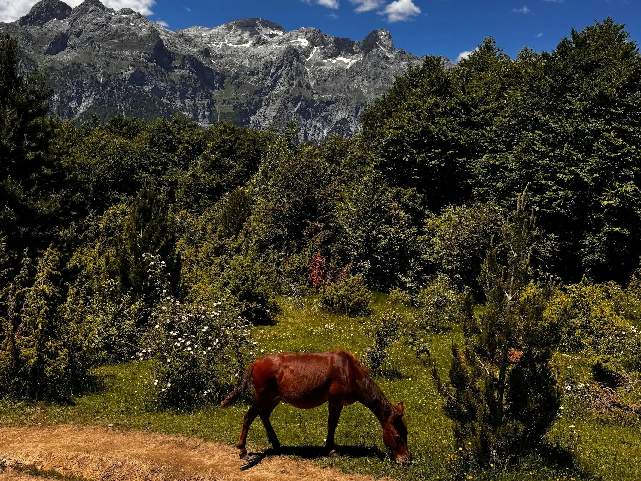 Albania Horse