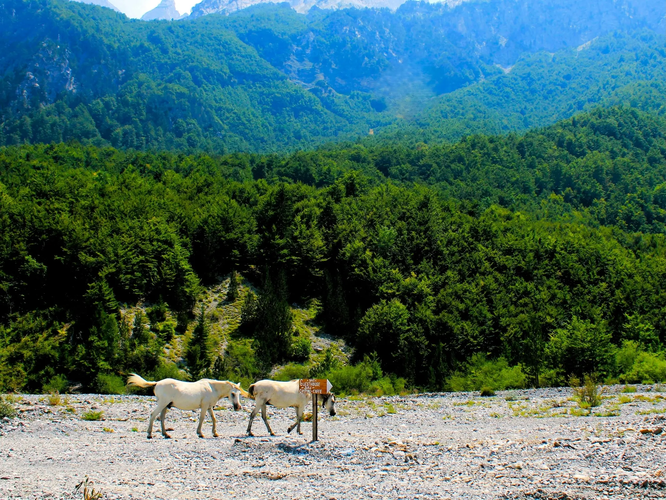 Albania Horse