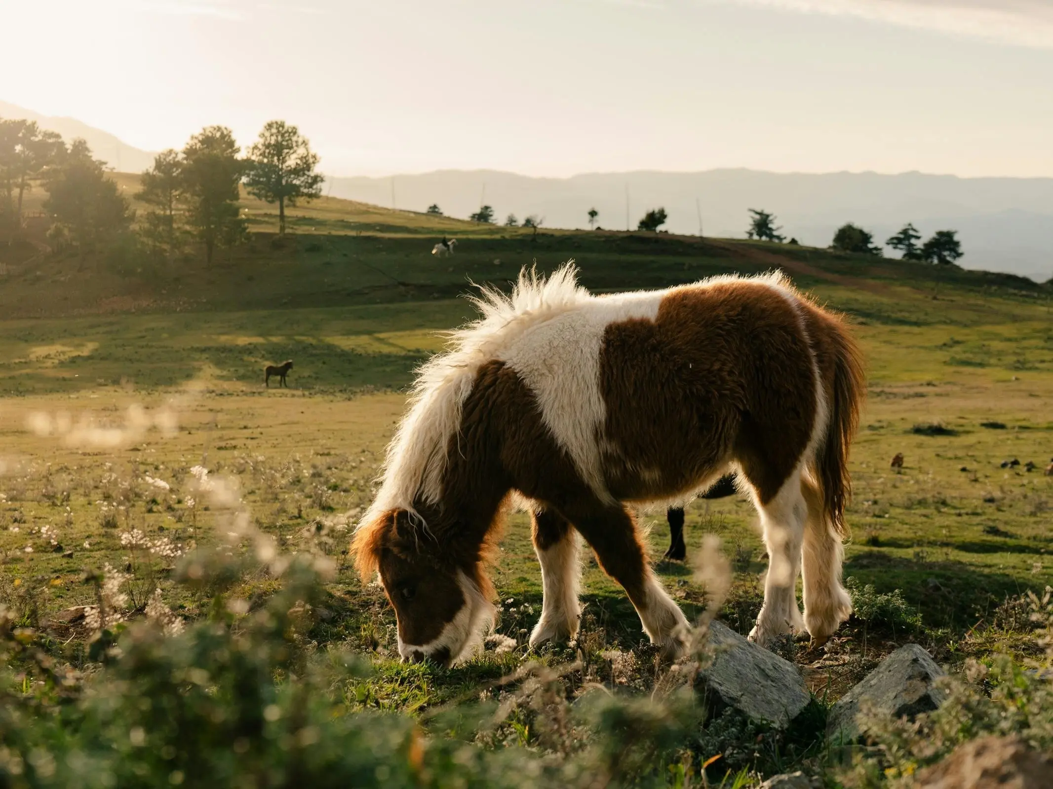 Albania Horse