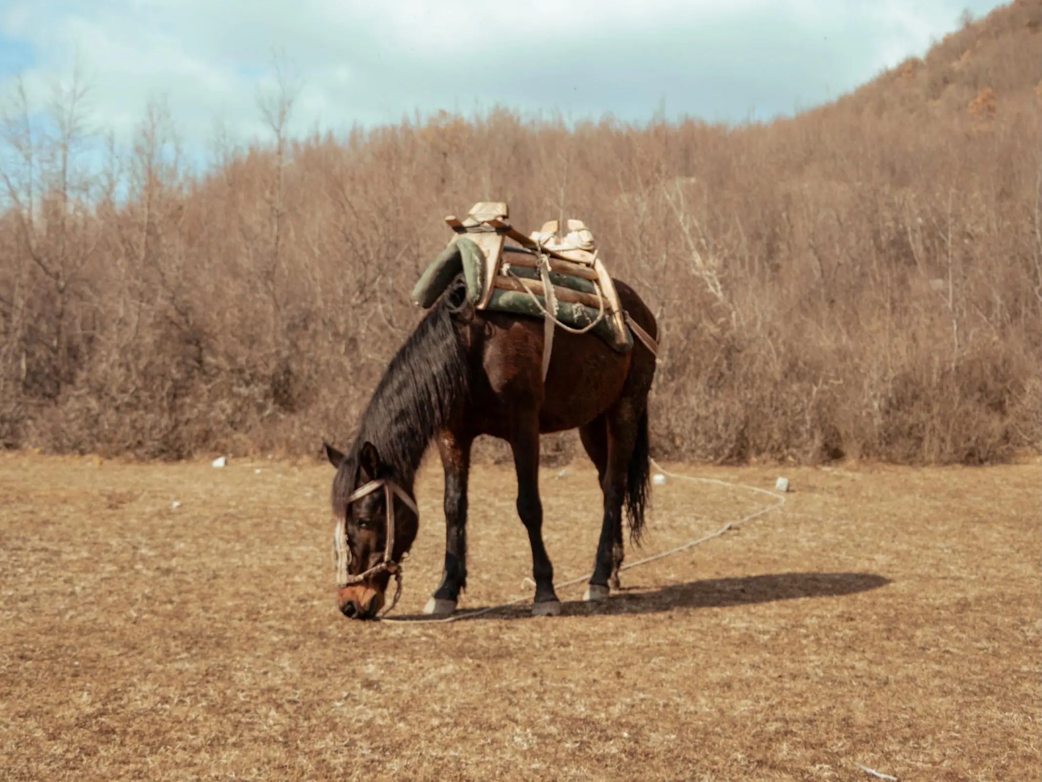 Albania Horse