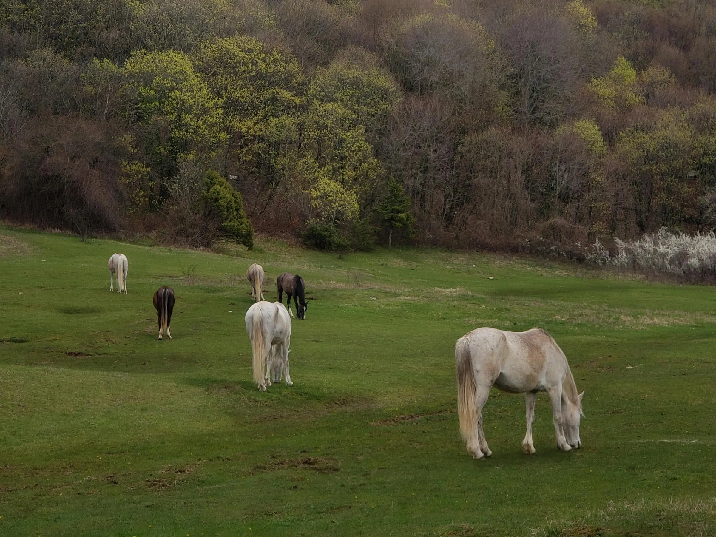 Albania Horse