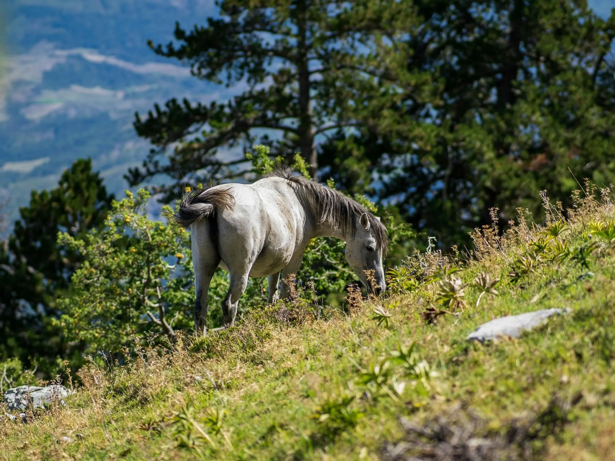 Albania Horse
