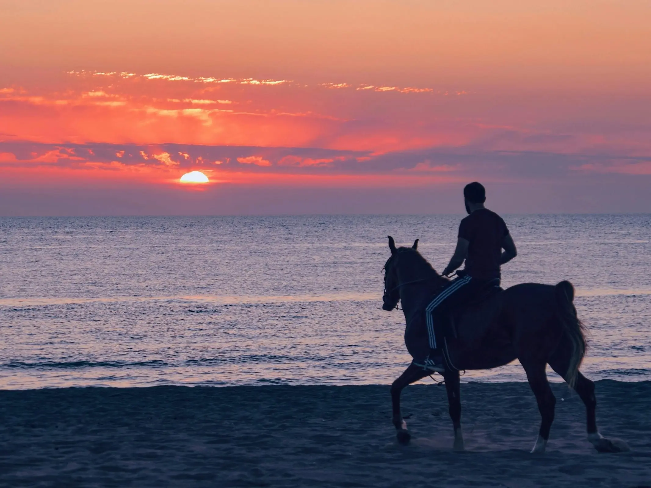 Albania Horse