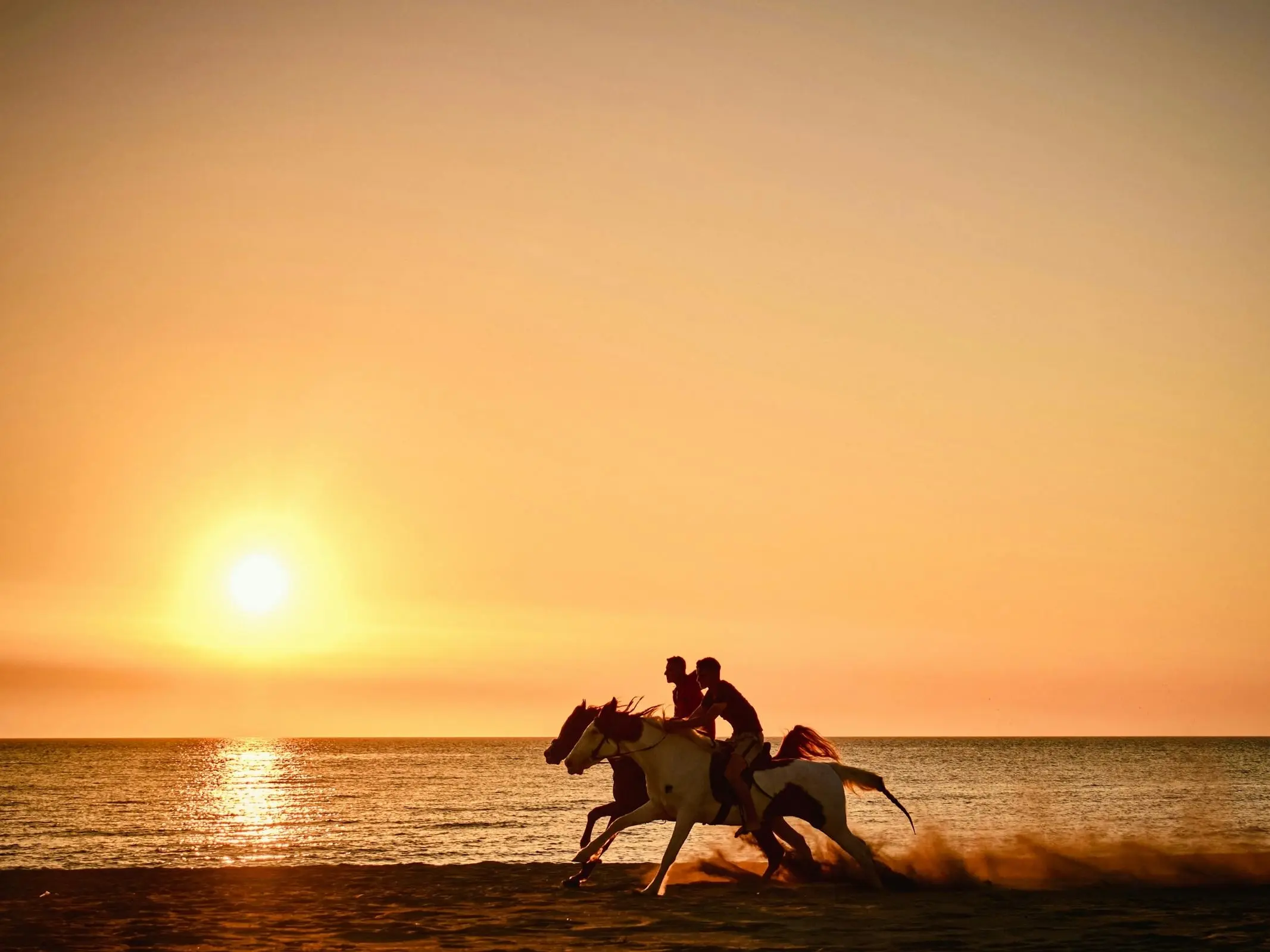 Albania Horse