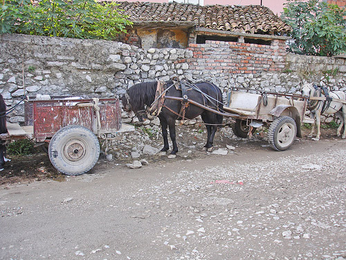 Albanian Horse