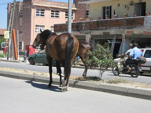 Albanian Horse Albanian Horse