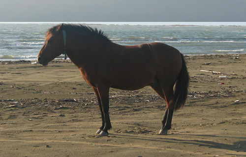 Albanian Horse Albanian Horse