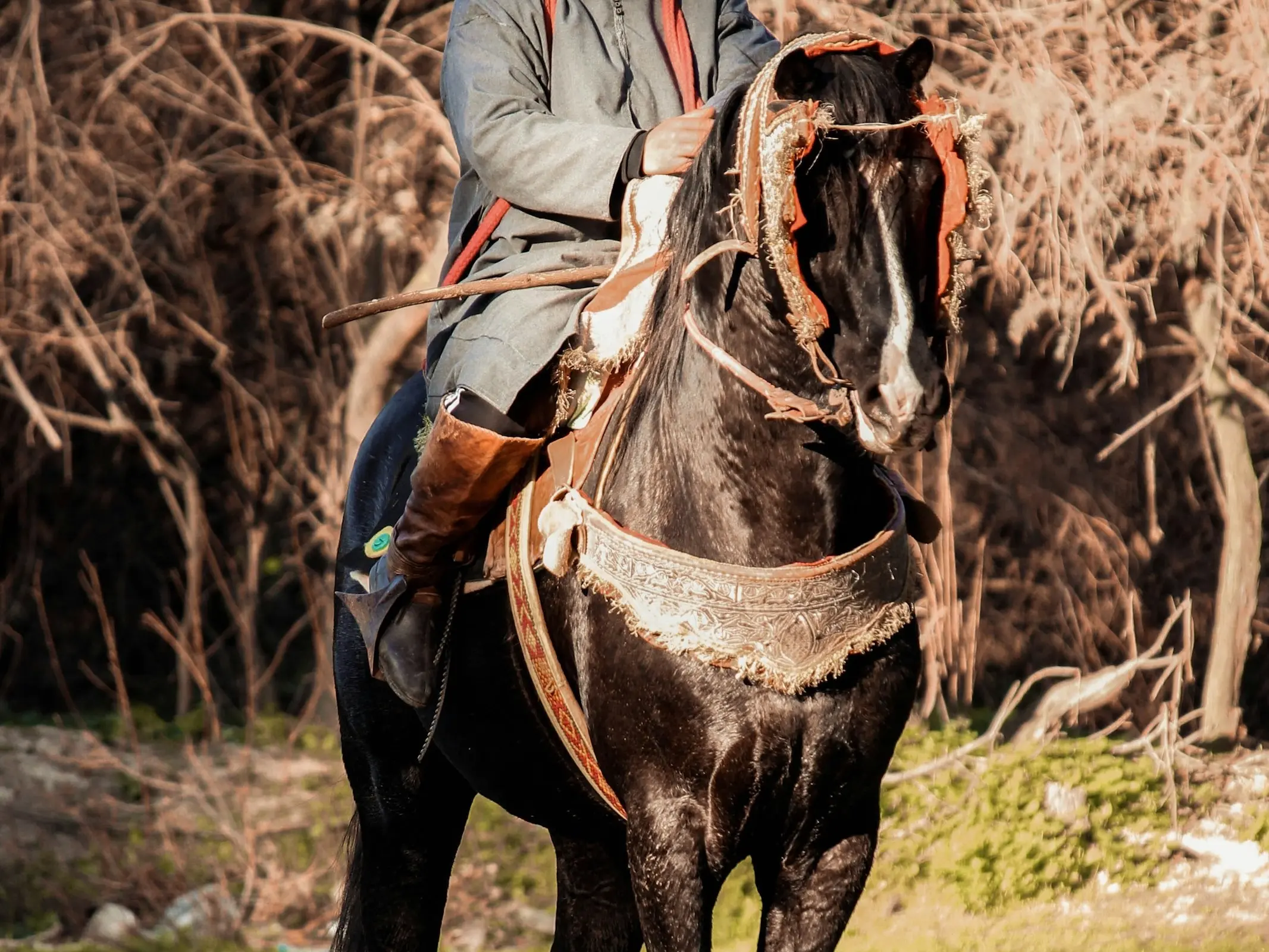 Black Algerian Arabia-Berber Horse under (a fancy) saddle