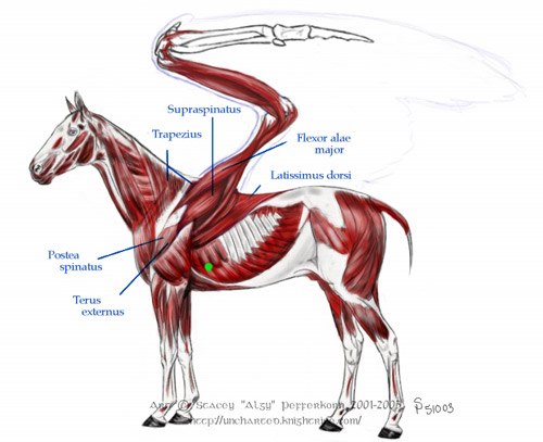 Pegasus Physiology 2, horse artwork