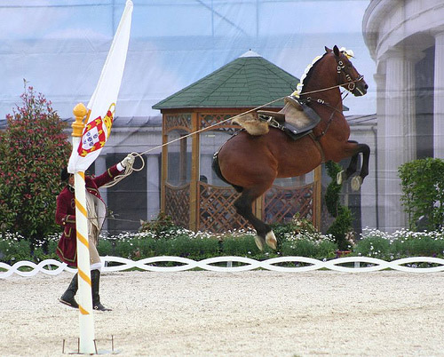 Alter Real Horse Alter Real Horse