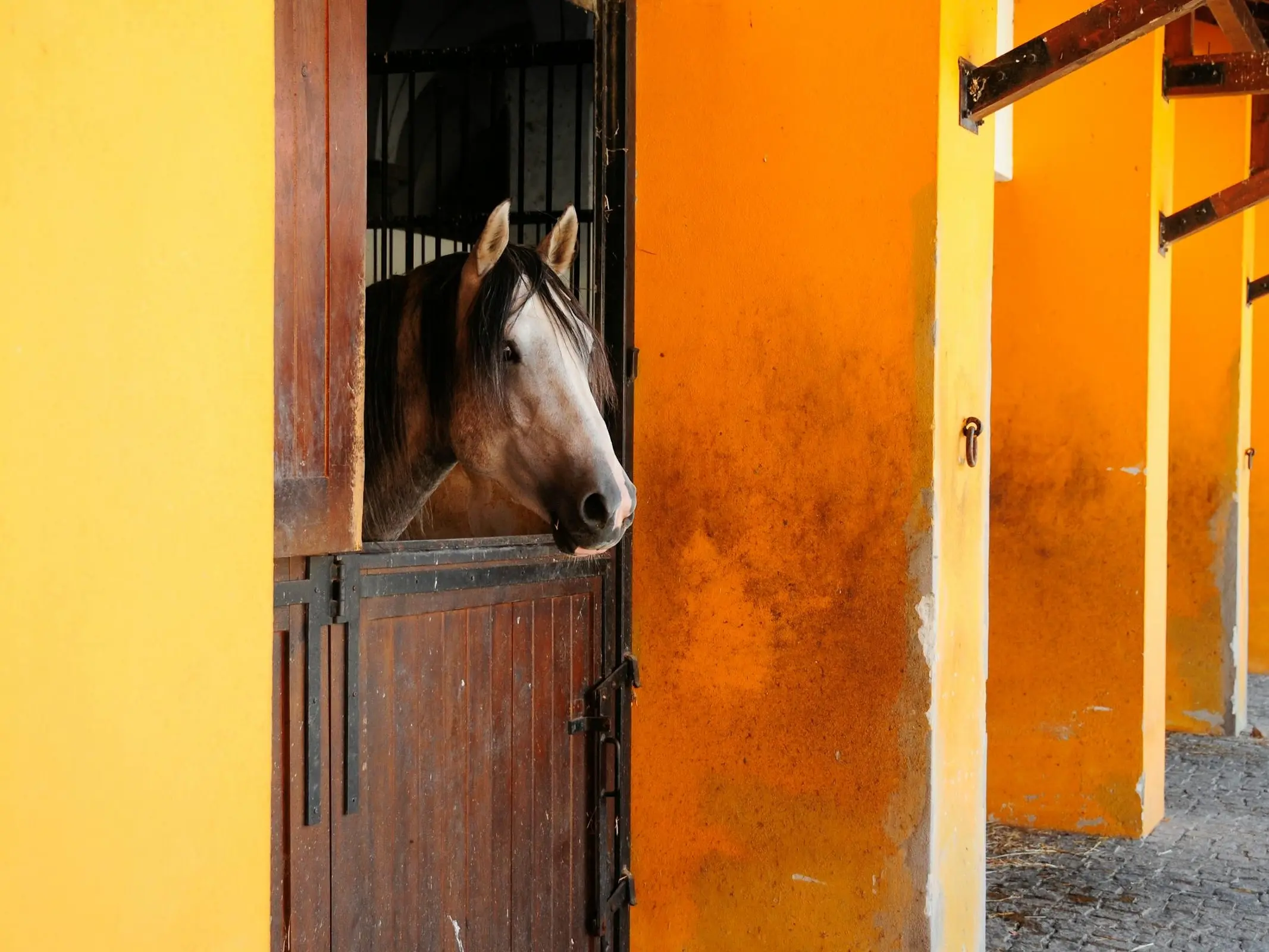 Grey Alter Real horse in a stable with yellow walls