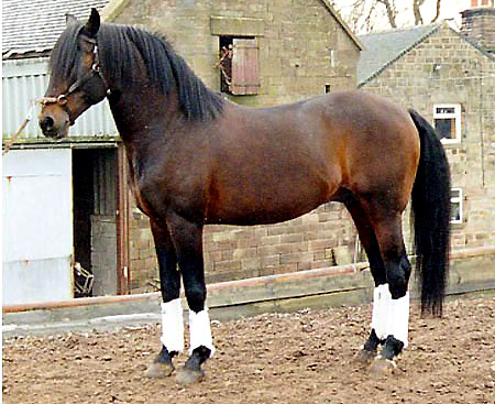 http://www.theequinest.com/images/alter-real.jpg