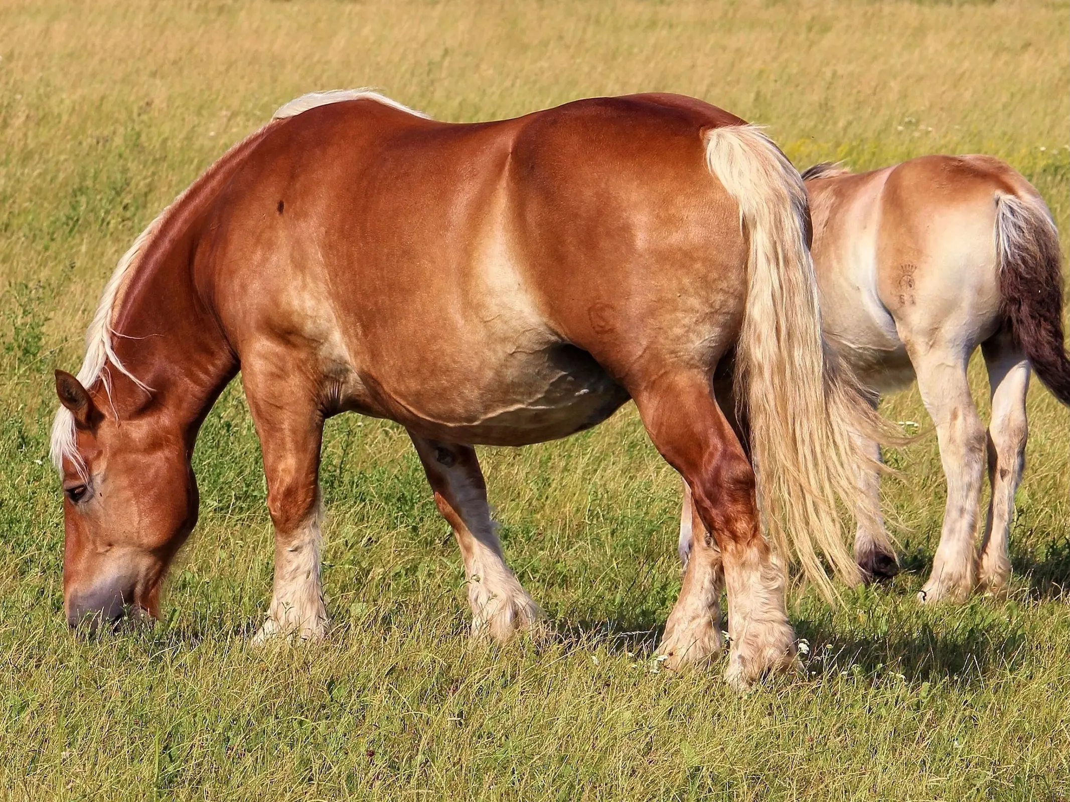 Flaxen Altmärkisches Kaltblut mare and foal grazing