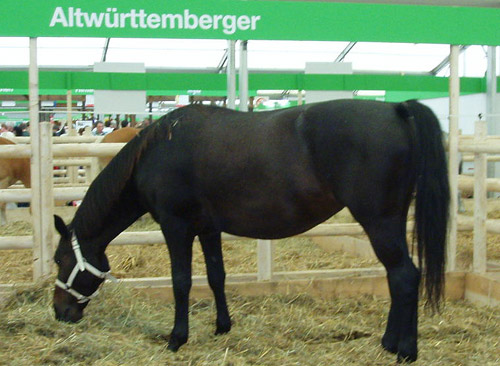 Altwurttemberg Horse