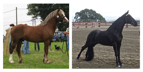 Welsh Pony & Tennessee Walking Horse