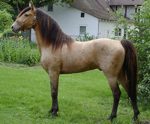 Amber Champagne Horse