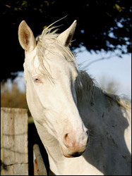 American Albino Horse