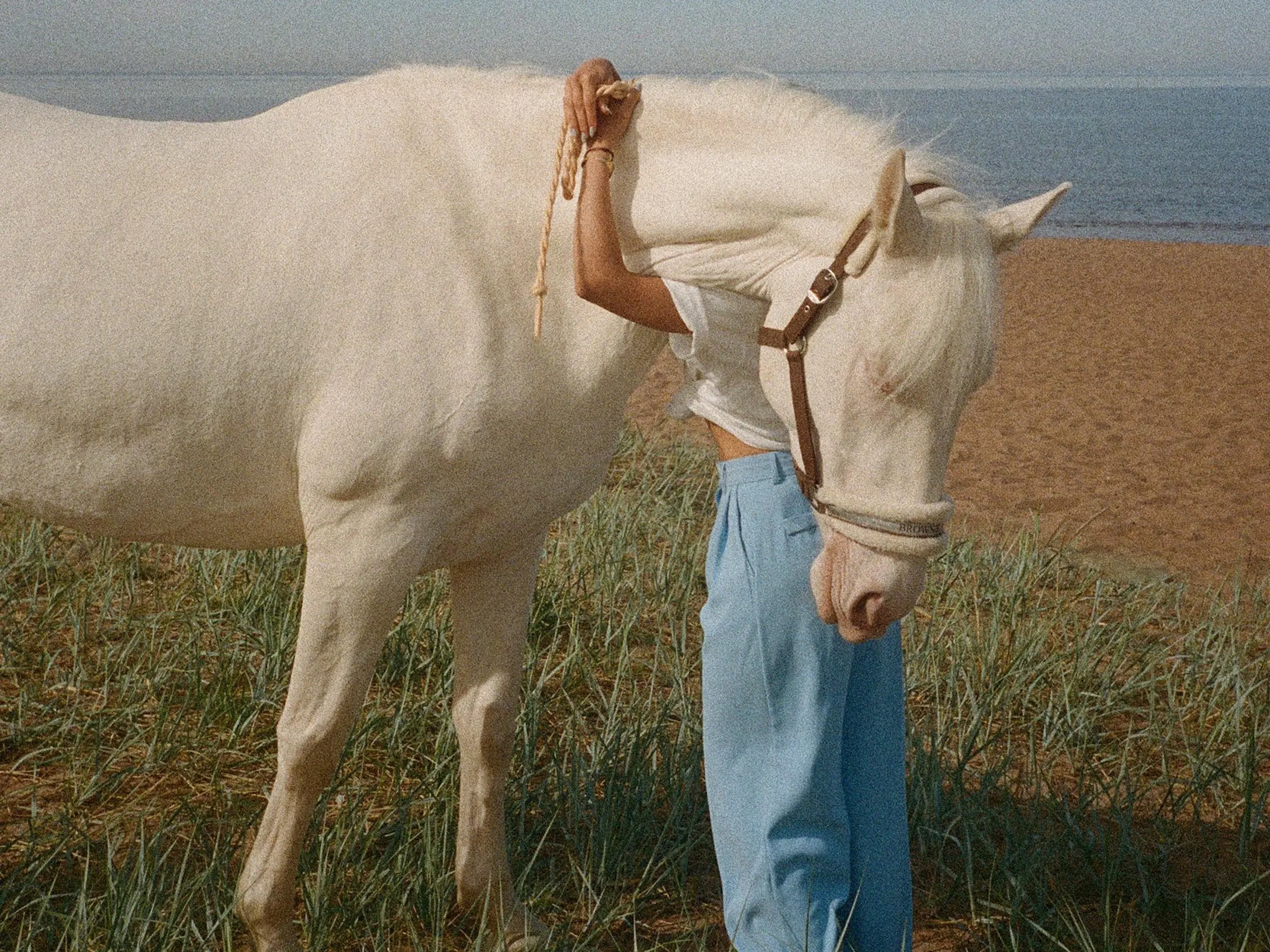 American Albino Horse