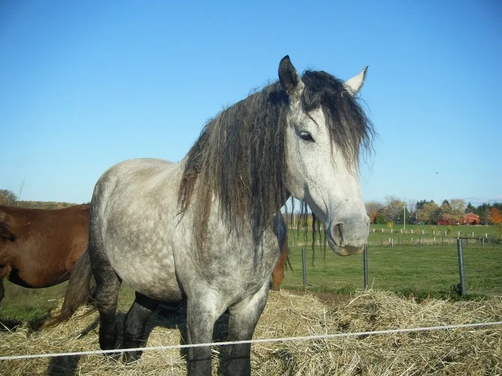 Grey American Curly Horse standing in a paddock