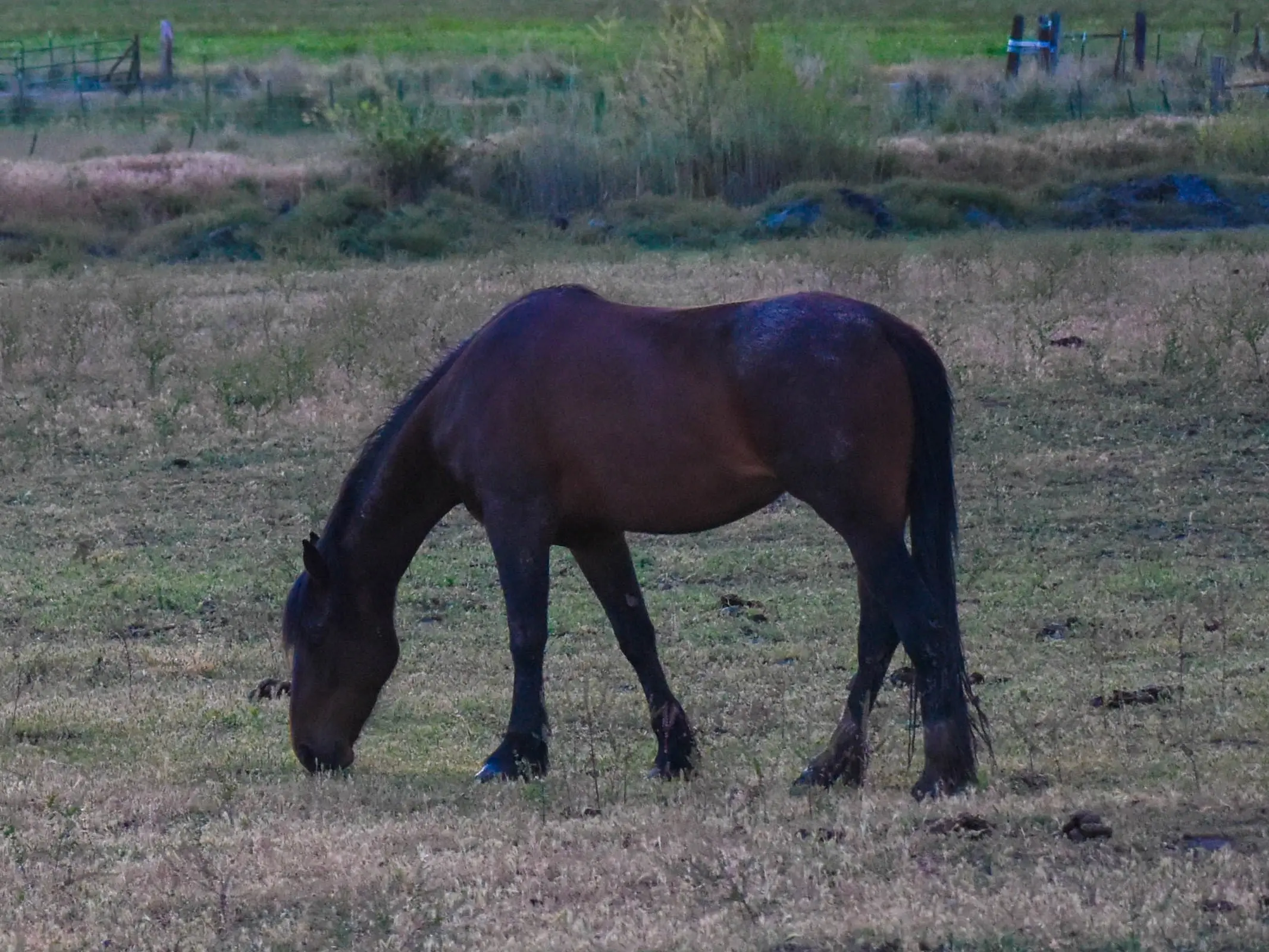 A bay American Cleveland Bay grazing