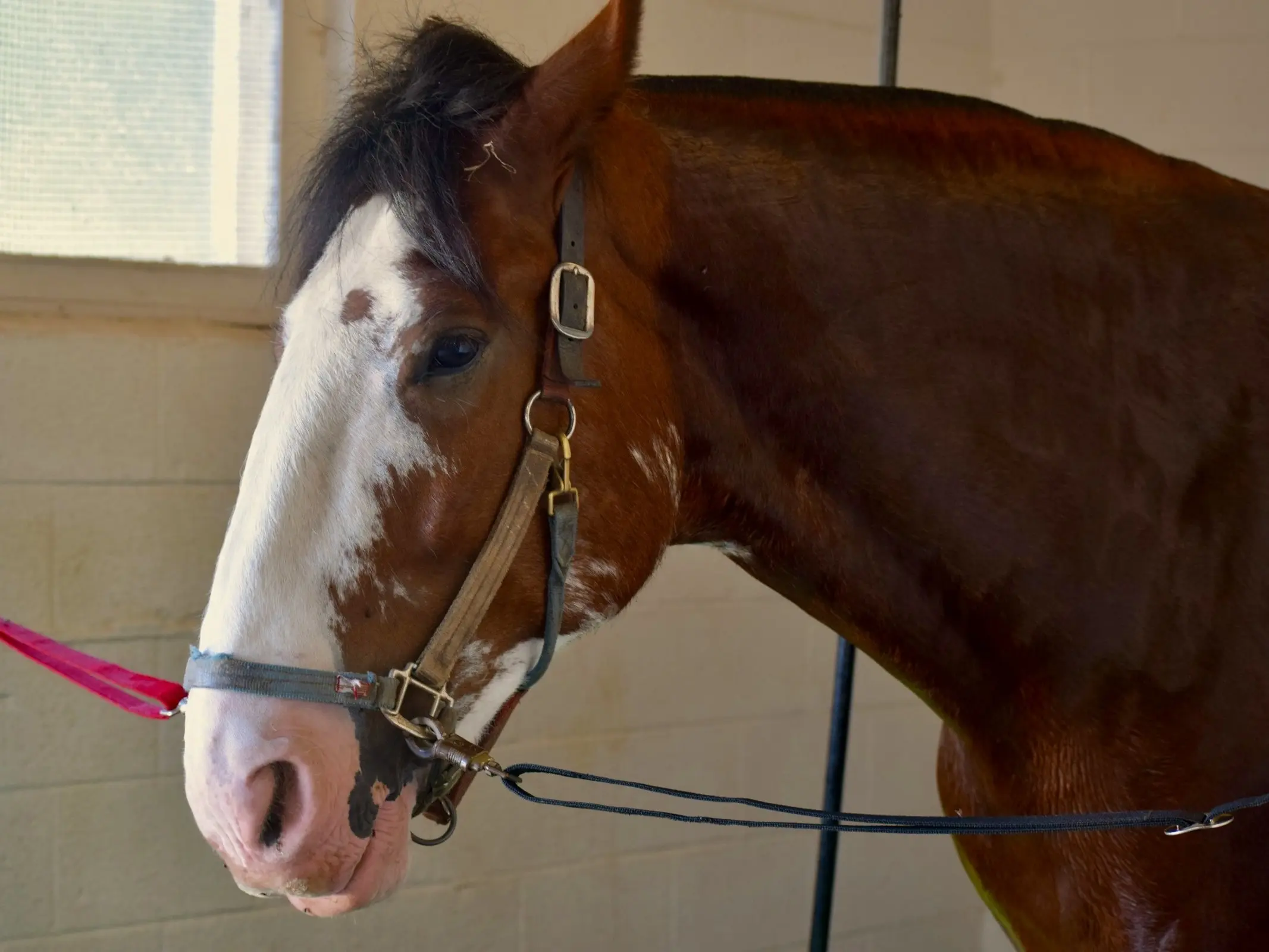 Profile of a bay American Clydesdale horse