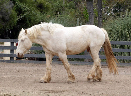 American Cream Draft Horse