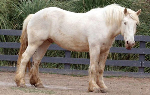 American Cream Draft Horse