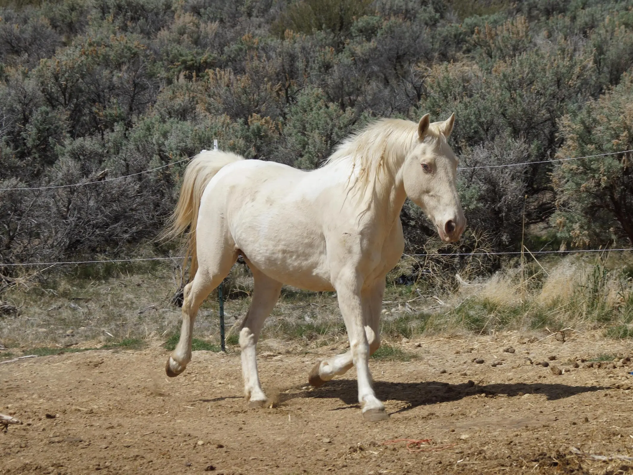 An American Cream Draft horse trotting in the dirt
