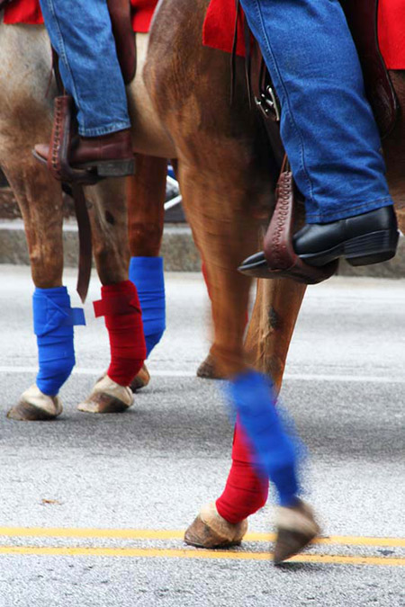 Horse legs in red and blue leg wraps