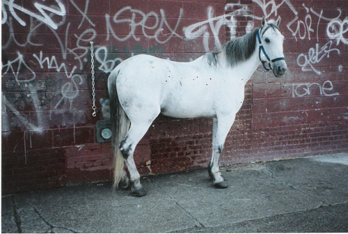 Horse in New York City