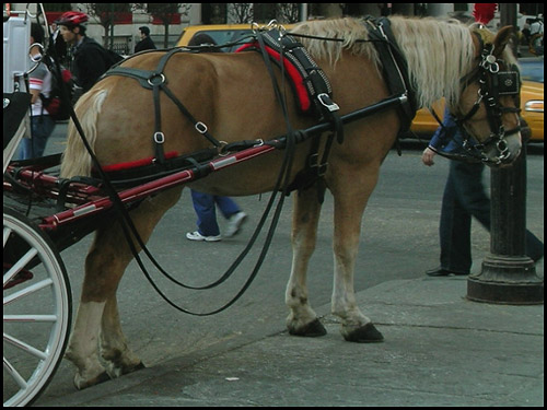 New York Taxi New York Carriage Horse