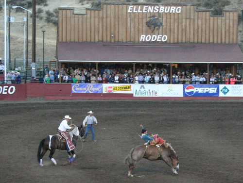 Rodeo Horses Rodeo Horses