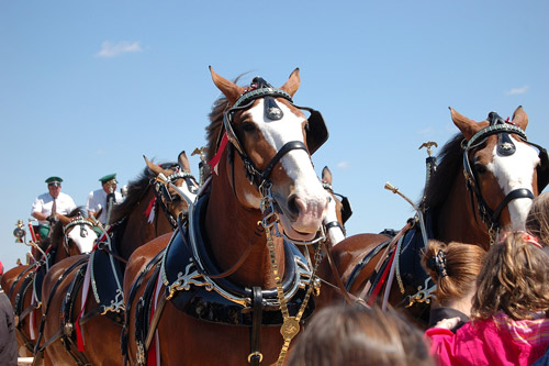 Budweiser Clydesdales Clydesdale Draft Horses