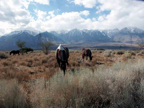 The mighty Sierras Horses grazing