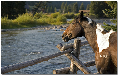 Horse standing next to a river