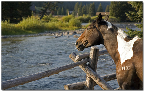Montana Horses Horse standing next to a river