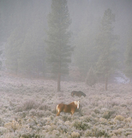 Horses in the Mist in Oregon