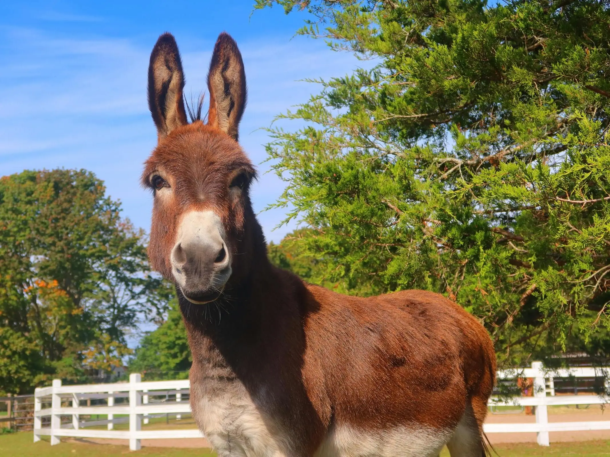 An American Mammoth Jack looking alert at the camera