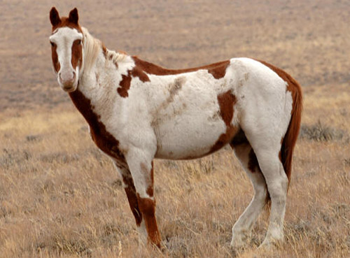 American Mustang Horse
