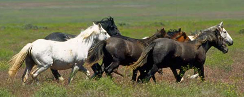 American Mustang Horse