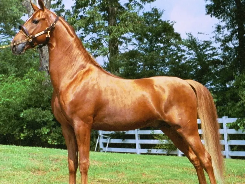 American Saddlebred Horse