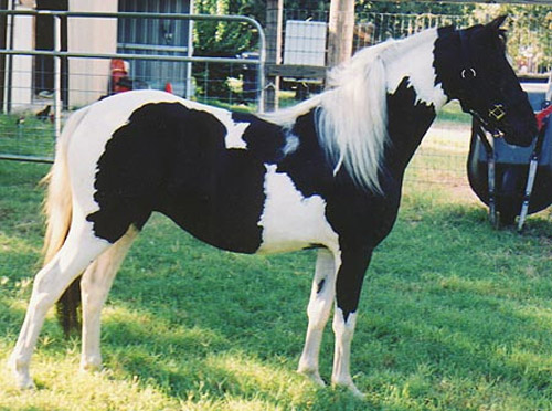 American Shetland American Shetland