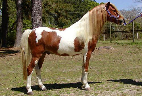 American Shetland