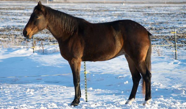 American Standardbred Horse