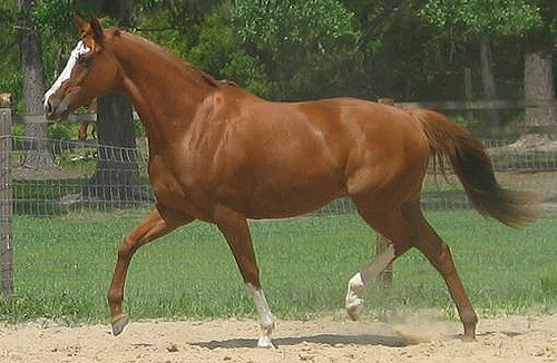 American Thoroughbred Horse