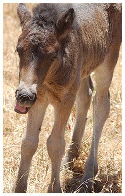Young foal with wild hair