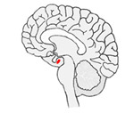 Amygdala